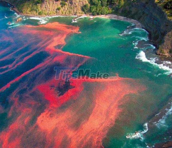 why-are-there-such-strange-names-as-dead-sea-black-sea-red-sea-picture-3-jtkDjb0kN.jpg